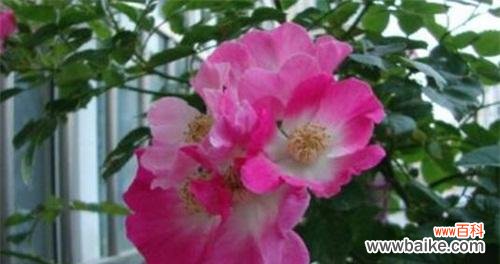 用薔薇诉说甜蜜爱意 甜蜜花语——以薔薇为主题的浪漫之旅