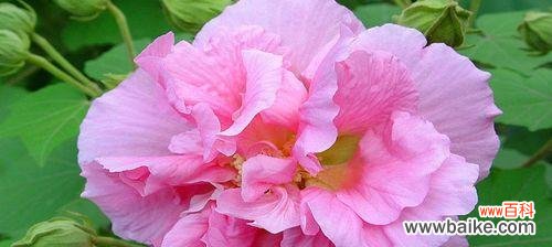 桃花之花语象征的团圆美满与幸福生活 团圆美满之花——桃花