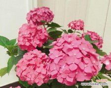 桃花之花语象征的团圆美满与幸福生活 团圆美满之花——桃花