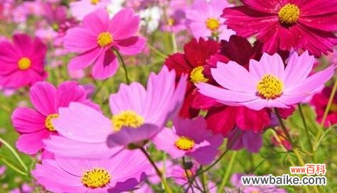 挑战困难 以玫瑰花的花语为主题的顽强精神