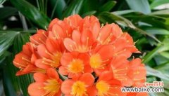 郁金香花语的意义和挽留爱情的方法 以郁金香花语挽留爱情的美好