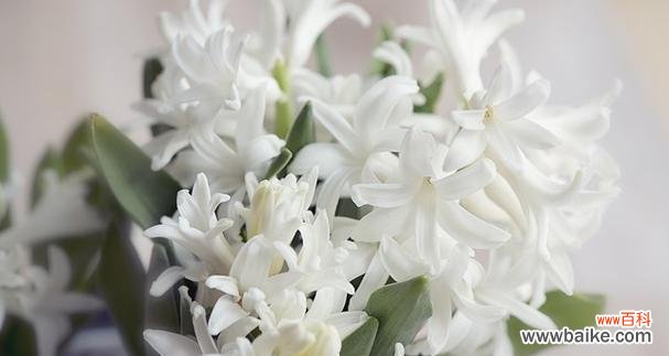 以百合花的花语为主题 花语挽回之道