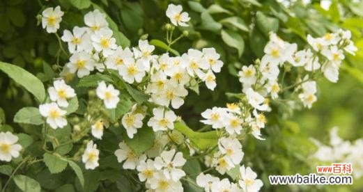 以百合花的花语为主题 花语挽回之道