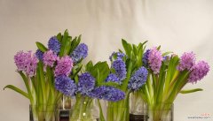 透过花语读懂风信子的美丽与情感 风信子的花语与寓意