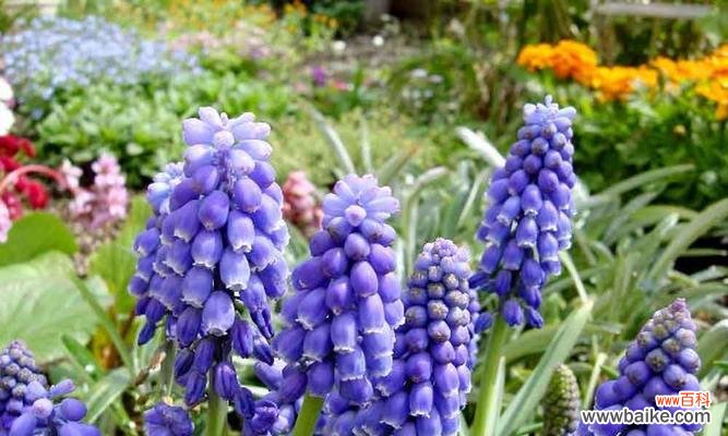 鲜花中的情感表达 风信子花语之色彩传情