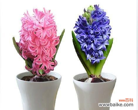 探索花卉中的希望与重生 风信子的象征意义