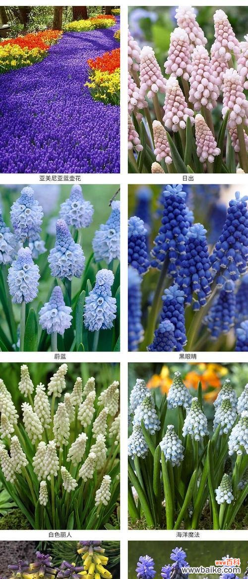 春天的芬芳 风信子的象征意义与传说