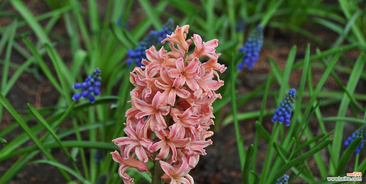 春天的芬芳 风信子的象征意义与传说