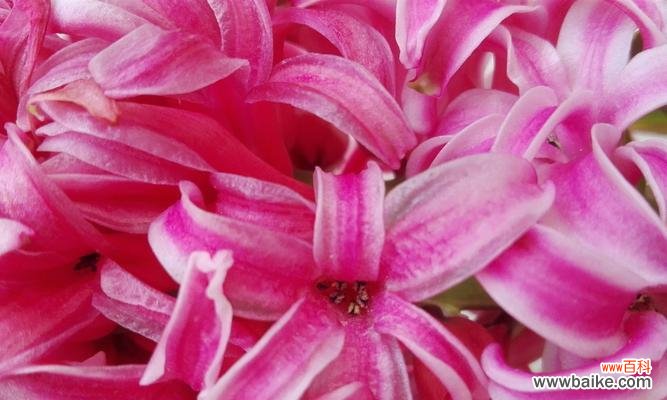 揭开风信子的神秘面纱 探秘风信子的花语与特性