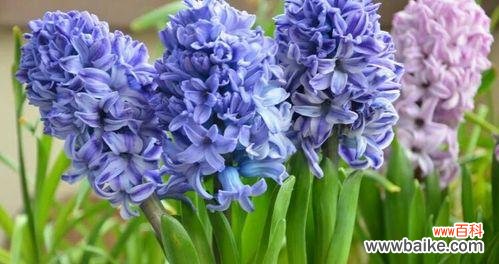 解读风信子的花语 风信子花语解读