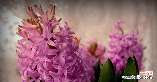 解读风信子的花语 风信子花语解读