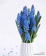 花开春天的美丽 风信子的寓意与象征