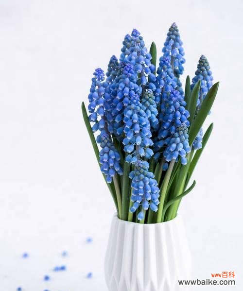 花开春天的美丽 风信子的寓意与象征