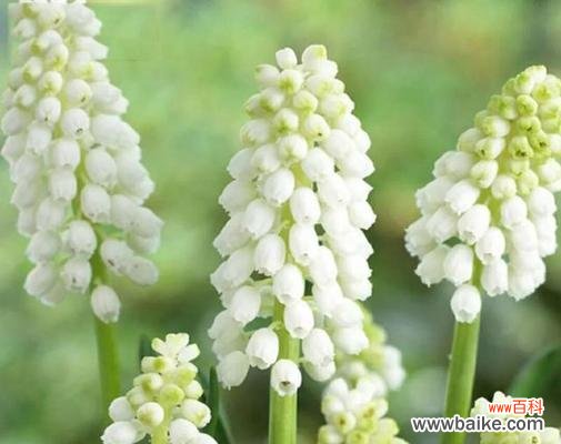 追求爱情与温暖的代表—风信子 风信子鲜花花语与寓意