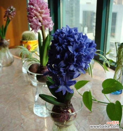 追求爱情与温暖的代表—风信子 风信子鲜花花语与寓意