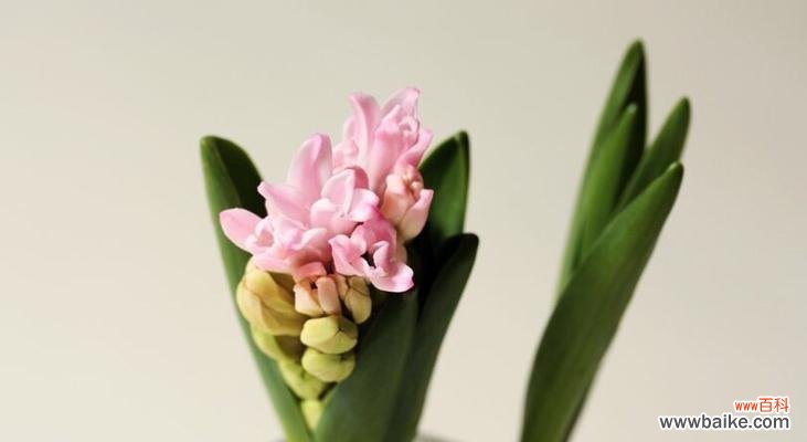 用风信子传递新生与希望 风信子