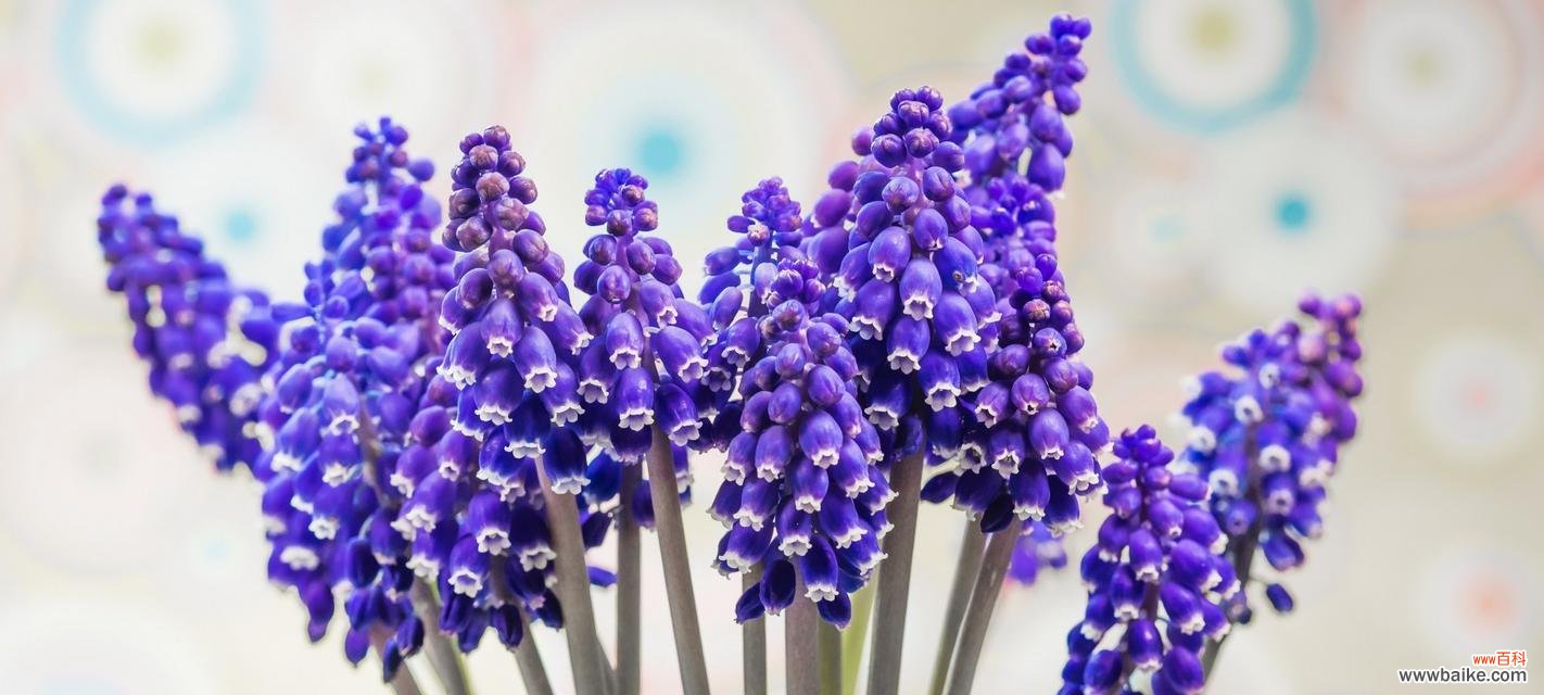 探究风信子的美丽寓意与文化传承 风信子的花语与象征意义