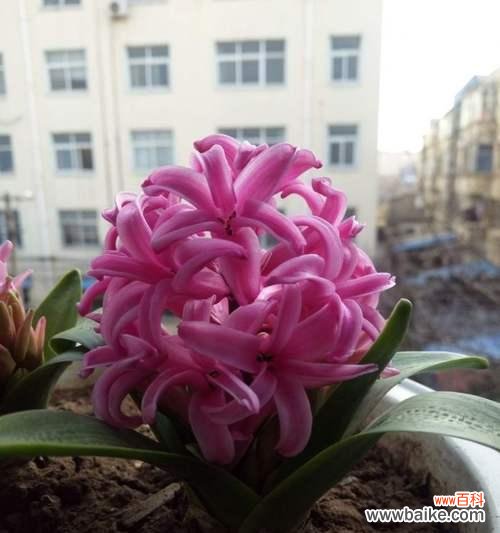 探索风信子色彩的深刻内涵 风信子花的色彩与象征意义