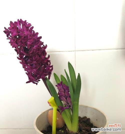 探索风信子各颜色的象征意义 风信子颜色的代表意义