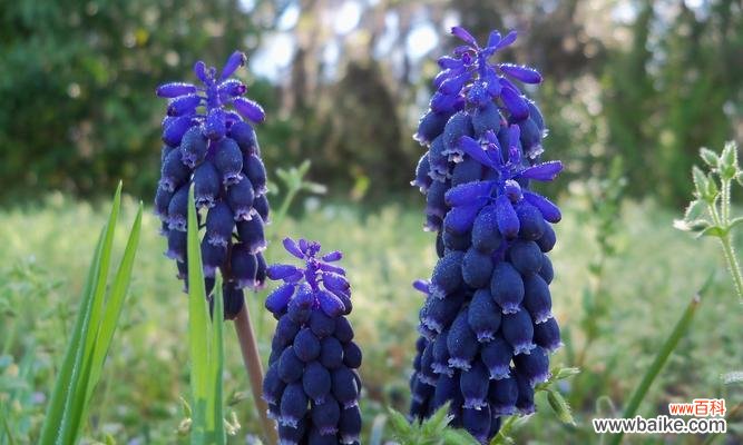 探索风信子各颜色的象征意义 风信子颜色的代表意义