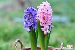 解读风信子的神秘符号与象征 风信子的花语与寓意