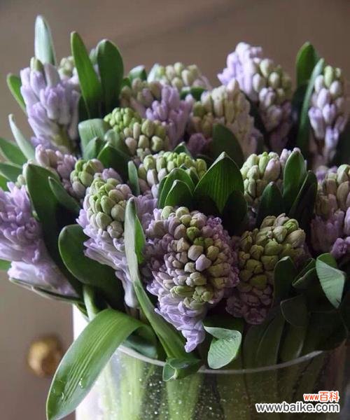 解读风信子的神秘符号与象征 风信子的花语与寓意