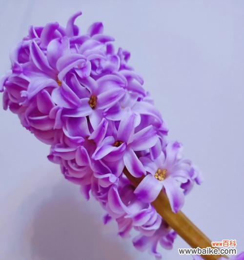 探寻风信子的多重寓意与神秘力量 风信子的花语和象征意义