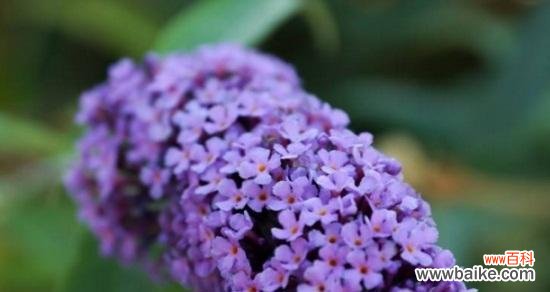 探索玫瑰花的花语 唯一的爱——以玫瑰花的花语为主题的文章