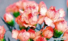 透过百合花的花语 未来的希望——百合花的花语