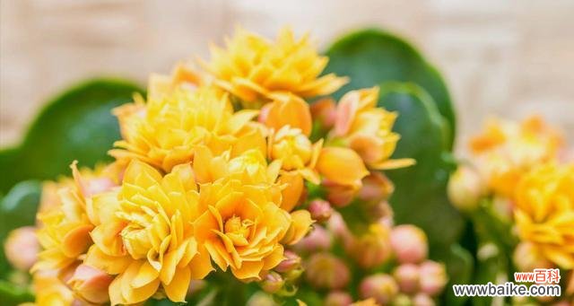 探索蔷薇花的温柔之美 温柔之花