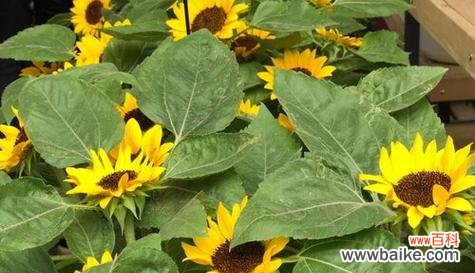 百合花的花语及其传递的温柔善良情感 温柔善良之花语——以百合花为主题的文章