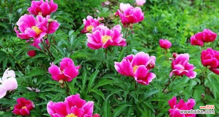 百合花的花语及其传递的温柔善良情感 温柔善良之花语——以百合花为主题的文章