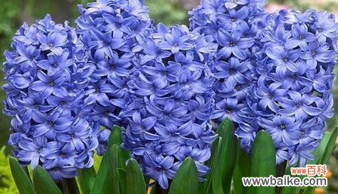 用鲜花传达歉意 《以白玫瑰花的花语表达我错了》