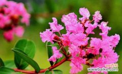 用鲜花传达歉意 《以白玫瑰花的花语表达我错了》