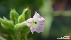 探寻冷色调花卉背后的无情花语 无情的花语——以冷色调花卉为主题