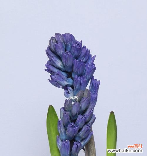 探寻风信子花朵的寓意与传说 风信子的花语和象征意义