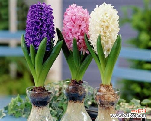 探寻风信子花朵的寓意与传说 风信子的花语和象征意义