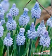 探寻风信子花朵的寓意与传说 风信子的花语和象征意义