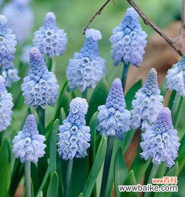 探寻风信子花朵的寓意与传说 风信子的花语和象征意义