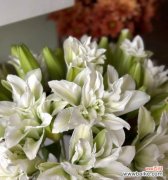 绽放在心间的花朵 复瓣百合花语