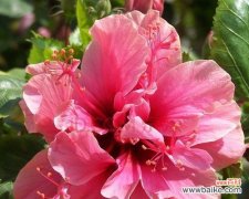 扶桑牡丹的花语与意义 扶桑牡丹