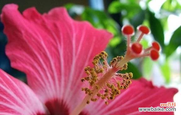 发现扶桑花叶子小的奥秘与价值 扶桑花叶子小的意义