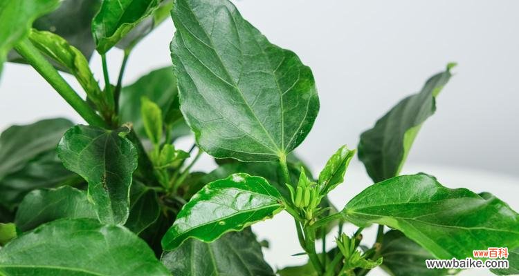 发现扶桑花叶子小的奥秘与价值 扶桑花叶子小的意义