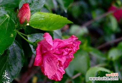 发现扶桑花叶子小的奥秘与价值 扶桑花叶子小的意义