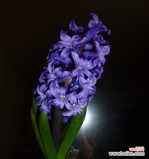 从脱离困境到希望的花语 风信子在圣经中的象征意义