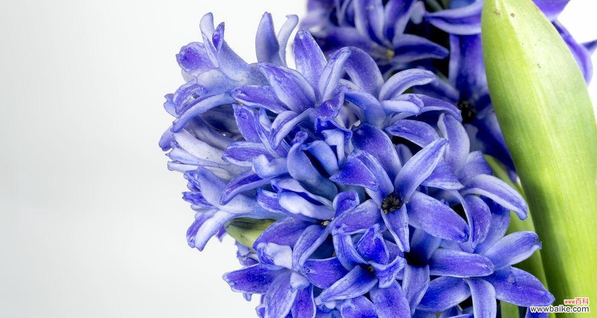 从脱离困境到希望的花语 风信子在圣经中的象征意义