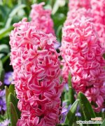 从脱离困境到希望的花语 风信子在圣经中的象征意义