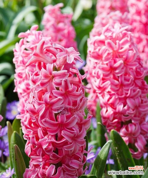 从脱离困境到希望的花语 风信子在圣经中的象征意义