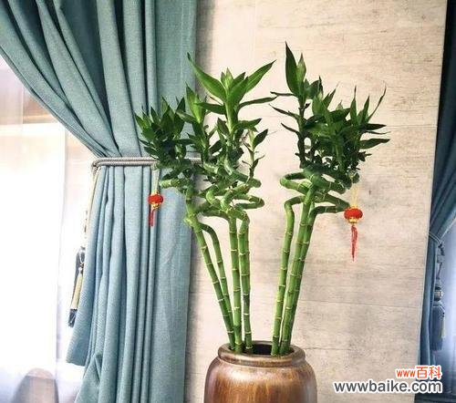 富贵竹花语的意义及传承 富贵竹花语——祝福与吉祥