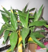 富贵竹花语的意义及传承 富贵竹花语——祝福与吉祥